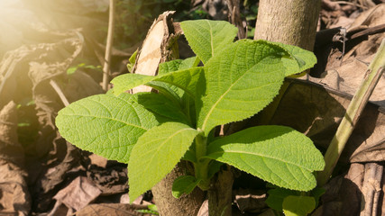 Teak tree shoots, one of the trees that live in the tropics with beautiful textures for furniture