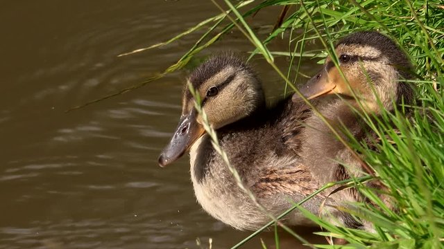 Ducklings close up swimming with adult UK 4K