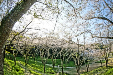 幻想的な森の中の満開の桜
