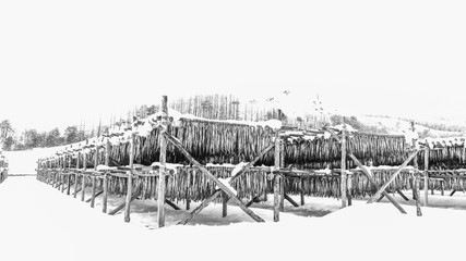 Fototapeta premium 황태덕장