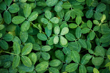 Leaf textured background