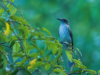 The Streaked Bulbul (Ixos malaccensis) or Green-backed Bulbul is a medium-large slender bird with streaks and rather long and slender bill. 