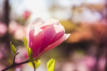 Obraz na płótnie Canvas Bloomy magnolia tree with big pink flowers