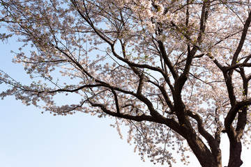 Fototapeta premium 桜