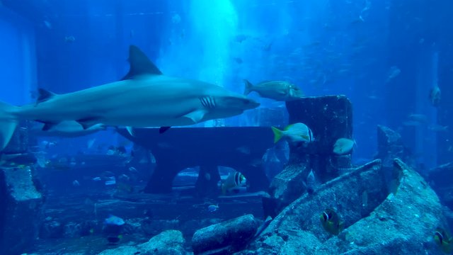 The Lost Chambers Aquarium in Atlantis Dubai. Atlantis themed aquarium with underwater halls & tunnels housing marine life, plus feeding sessions