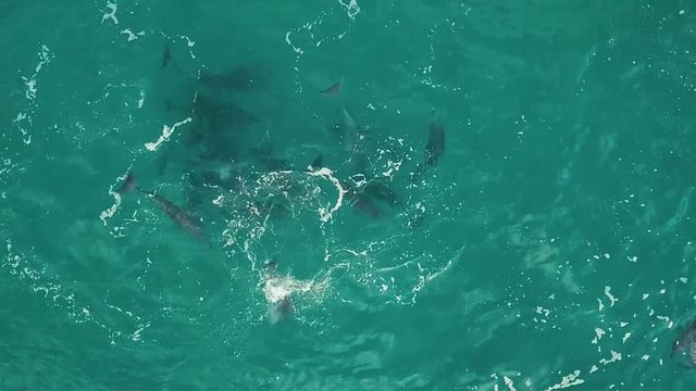 Top down aerial drone footage of a pod of dolphins playing in beautiful green blue water.