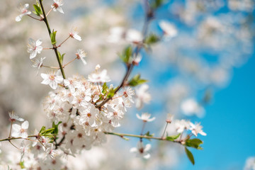 Beautiful flowering cherry trees. Background with blooming flowers in spring day.