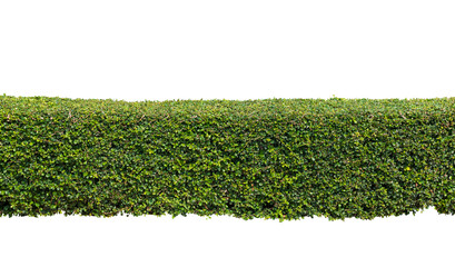 Green hedge or  bush isolated on white background