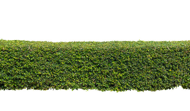 Green Hedge Or  Bush Isolated On White Background