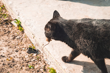 The black cat grabbed a field mouse into its mouth and carries it.