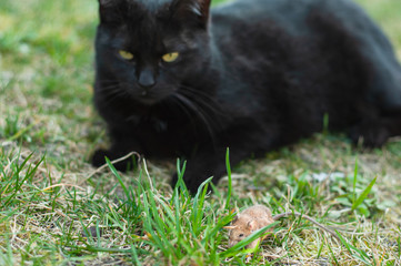 Predator and his prey in one frame cat and mouse in the grass.