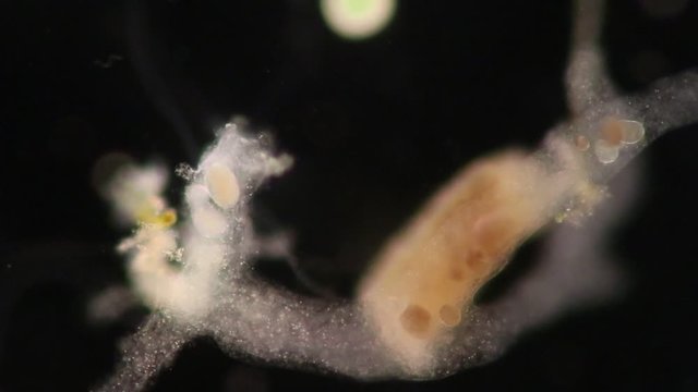 Amoebae move and feed by using pseudopods, which are bulges of cytoplasm formed by the coordinated action of actin microfilaments pushing out the plasma membrane that surrounds the cell.
