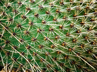 Cactus close up © Rawpixel.com