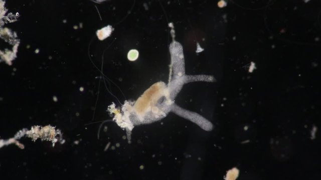Amoebae move and feed by using pseudopods, which are bulges of cytoplasm formed by the coordinated action of actin microfilaments pushing out the plasma membrane that surrounds the cell.
