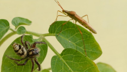 Insect vs spider