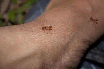 spider on a foot