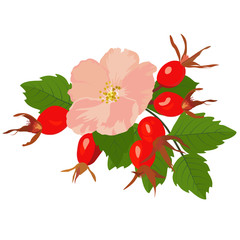 Vector stock illustration of dog rose. Red berries and green watercolor leaves. Large pink flower buds. Forest gooseberry Bush. Summer. For prints, invitations, banners. Isolated on a white background