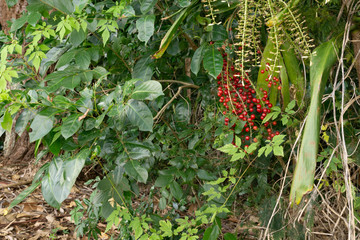 plants with red berries