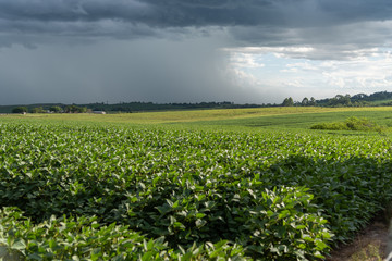 Fototapeta na wymiar Rain falling on a soybean plantation in the stage of grain filling