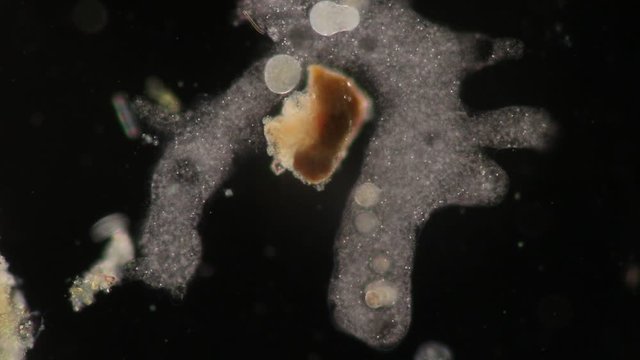 Amoebae move and feed by using pseudopods, which are bulges of cytoplasm formed by the coordinated action of actin microfilaments pushing out the plasma membrane that surrounds the cell.
