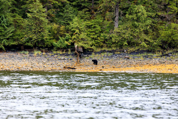Neets Bay, Alaska / USA - August 18, 2019: Neets Bay coastline landscape, Neets Bay, Alaska, USA