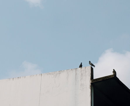 Pigeons On A Roof