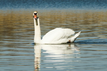 Chorzow Śląsk Poland. Swan on the background of the lake.