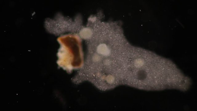 Amoebae move and feed by using pseudopods, which are bulges of cytoplasm formed by the coordinated action of actin microfilaments pushing out the plasma membrane that surrounds the cell.
