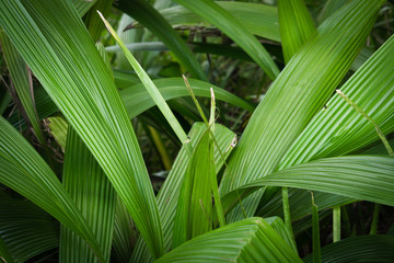 green foliage