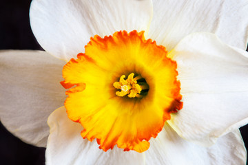 Close-up of a yellow daffodil flower