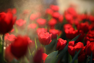 Tulips in close up with water drop