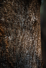 bark of Albizia lebbeck