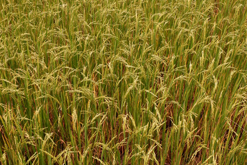 Rice plant pattern on paddy field in Thailand.