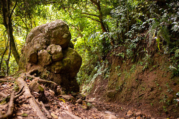 A dirty muddy trail on the side of a volcanic mountain in the humid jungles of Panama.