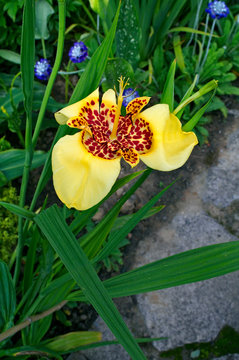 The colourful exotic flowering Yellow Tigridia pavonia in an English garden