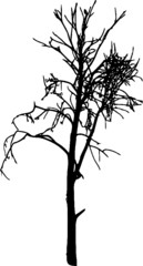 Bare Tree Silhouette