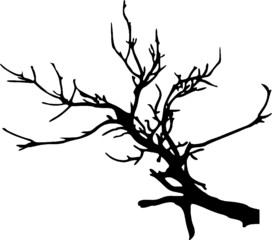 Bare Tree Silhouette