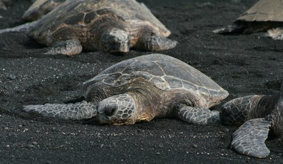 Turtle, Hawaii, November 2017
