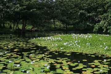 Pond, Hawaii, November 2017
