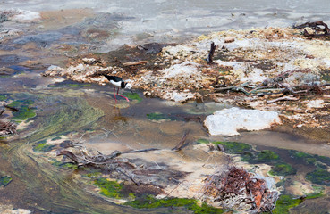 Bird at a geothermal pool in Waiotapu thermal wonderland, New Zealand