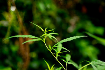 Young leaf close up of marijuana Medicinal plants for the treatment of diseases.