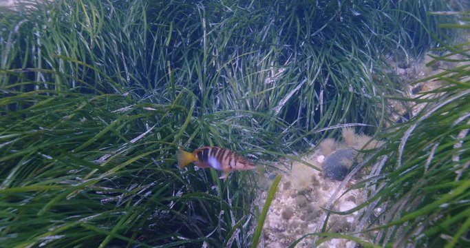 Green grass and Painted comber fish (Serranus scriba), Mediterranean sea, France.	
