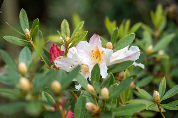 Obraz na płótnie Canvas A closeup on white-pink rhododendron iteophyllum