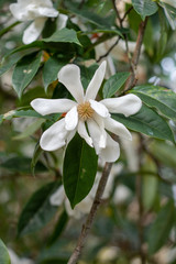 White flowering magnolia doltsopa Sweet michelia