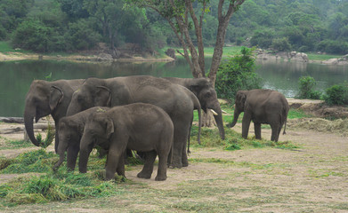 Elephants eating grass