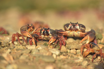 Three Cuban red crabs during migration to the sea. Focused main crab. Nature concept.