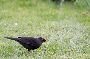 common blackbird (Turdus merula) on the lawn