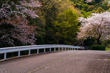 Fototapeta na wymiar Beautiful cherry blossoms and fresh green photos