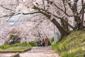 Fototapeta na wymiar Elderly people walking in the cherry blossoms