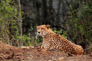 The cheetah (Acinonyx jubatus), also as the hunting leopard resting on red soil.Large spotted cat lying on the ground in an African bush.